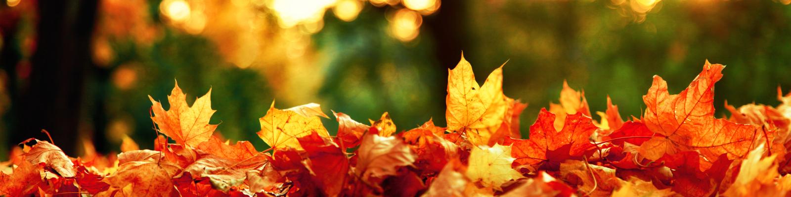 Im Vordergrund am unteren Bildrand: Haufen von verschiedenen Blättern in gelb, rot und braun, im Hintergrund dichter, herbstlicher Baumbewuchs und Sonnenlicht (verschwommen)