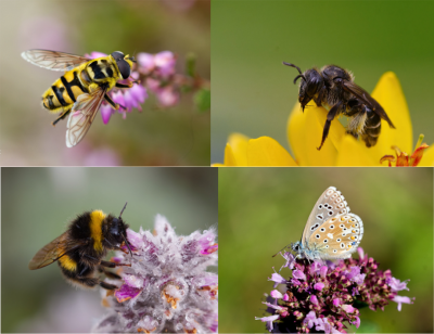 Vier Bilder in 2 Reihen und Zeilen (von links nach rechts und oben nach unten): Schwarz, gelbe, Biene mit sechs Beinen, zwei Fühlern und Flügeln auf Bildern oben links und rechts und unten links, oben links Biene auf lila Blüte schaut nach rechts, oben rechts Biene auf gelber Blüte schaut nach links, unten links Biene auf lila-weißer haariger Blüte schaut nach rechts, unten rechts weißer Schmetterling mit dunklen Punkten sitzt seitlich auf lila Blüte, Hintergründe grün verschwommen