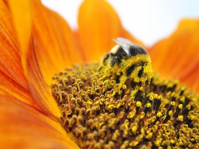 Schwarz, gelbe Biene mit flügeln (Ansicht von seitlich hinten) auf gelb, braunen Stempel der Blume umgeben von orangen Blütenblättern, oben rechts Hintergrund weiß